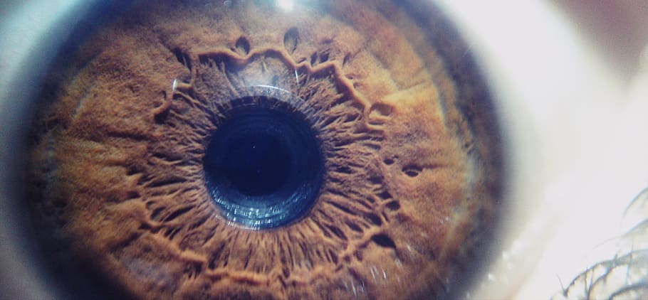 Eye, Face, Macro, macroofeye, close-up, directly above, indoors HD wallpaper