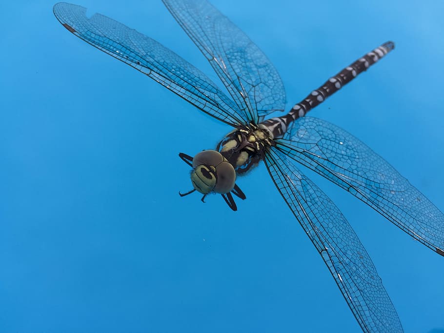 insect, dragonfly, blue, animal wildlife, invertebrate, animal themes HD wallpaper