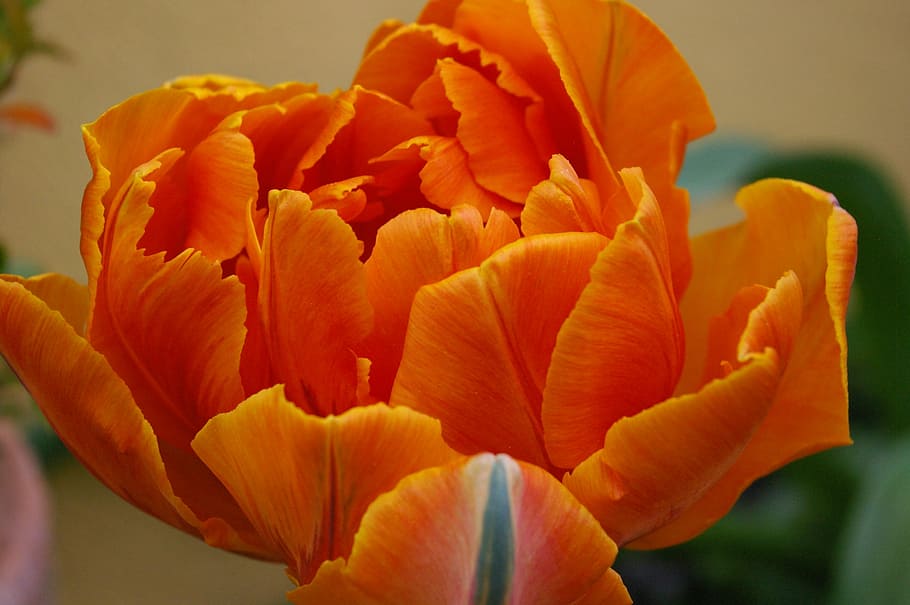 Tulip, Petals, Spring, Blossom, Bloom, nature, garden, flowers HD wallpaper