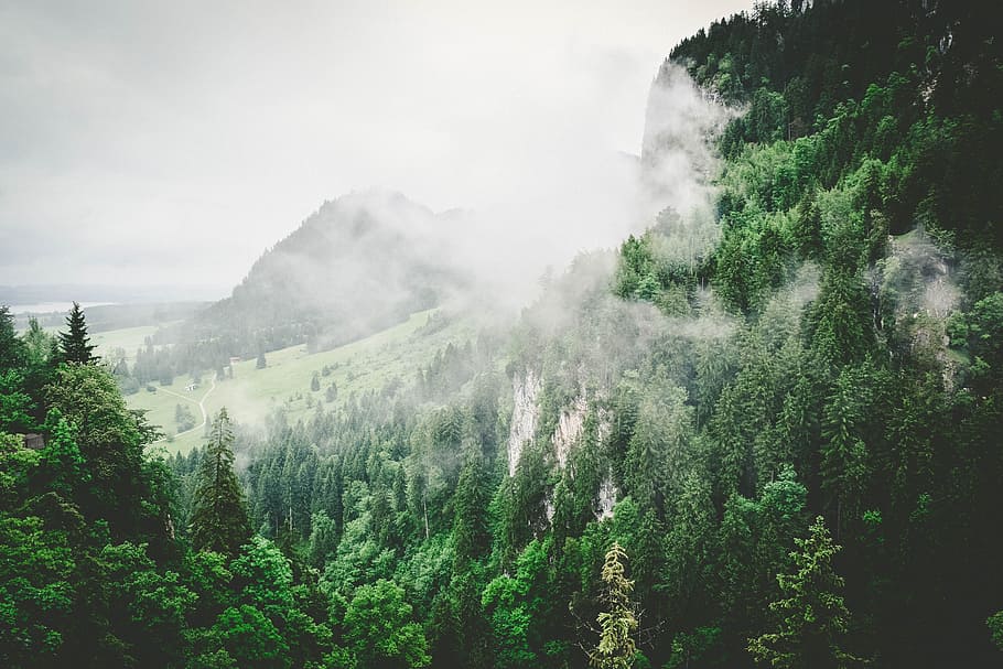 green leaf trees sprouts on mountain, smoke above the trees, covered HD wallpaper