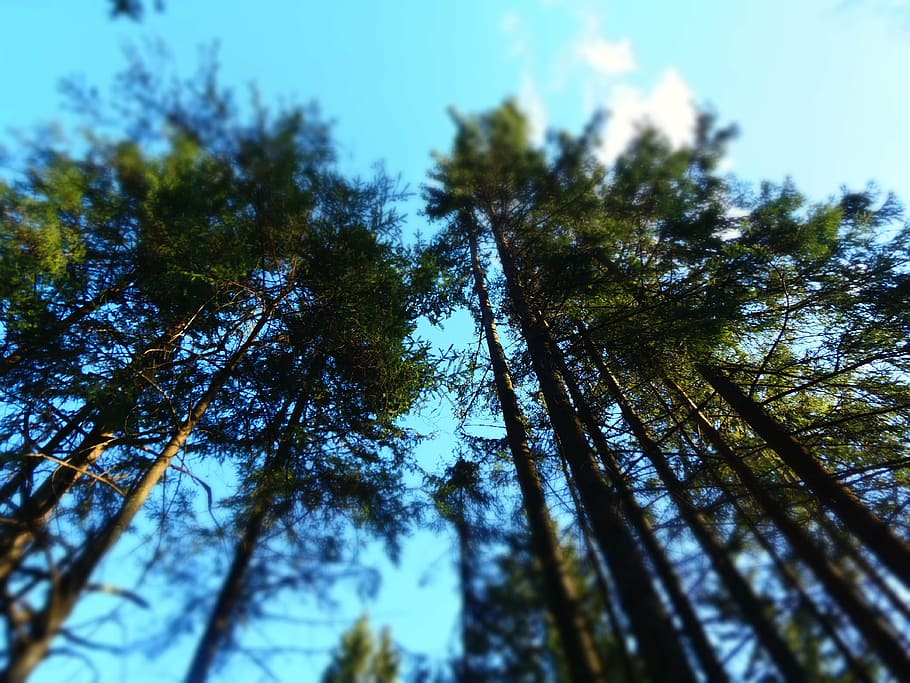 tree tops, trees, nature, forest, green, view, landscape, summer HD wallpaper