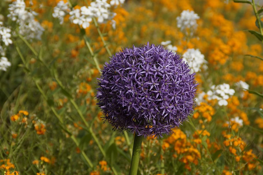 leek, bloom, purple, violet, blue, ball, globose, plant, blossom HD wallpaper