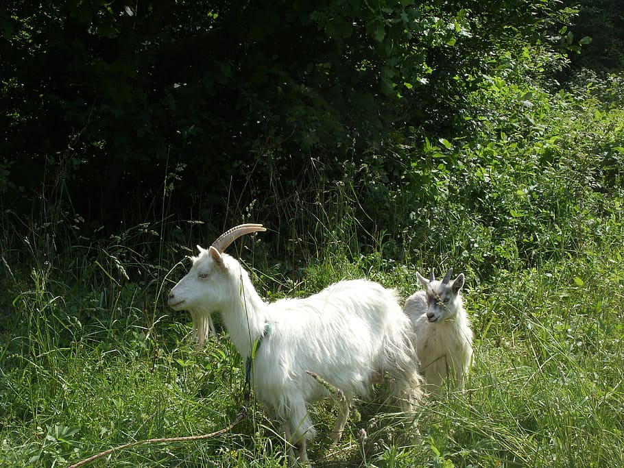 goat, summer, meadow, nature, animal, mammal, rural, green, HD wallpaper