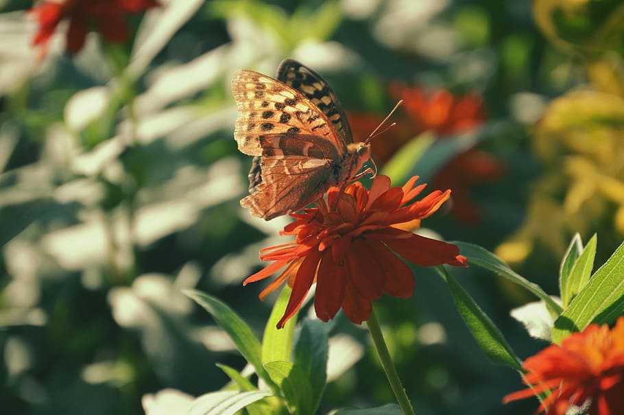 spring, flowers, red, butterfly, nature, plant, floral, white HD wallpaper
