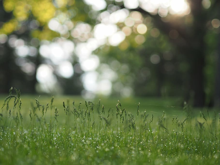 selective focus photo of green grasses near trees during daytime