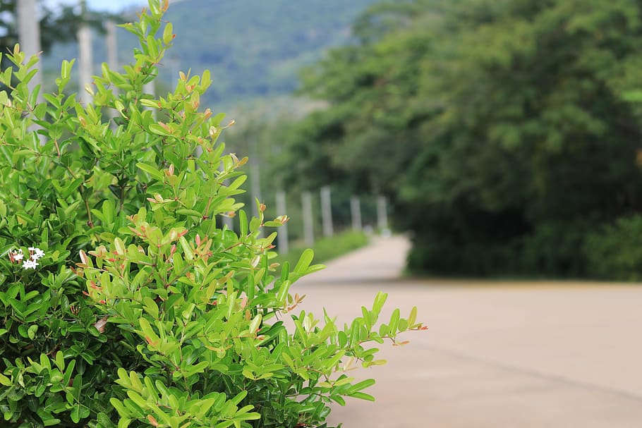 summer view, asia, growth, plant, green color, leaf, plant part HD wallpaper