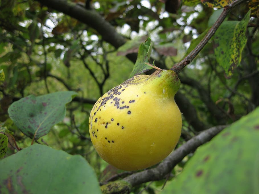 quince, fruit, tree, yellow, leaf, pome fruit, plant, healthy eating HD wallpaper