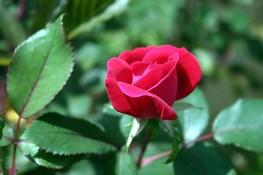rose, bud, red, flower, blossom, romantic, rosebud, love, plant HD wallpaper