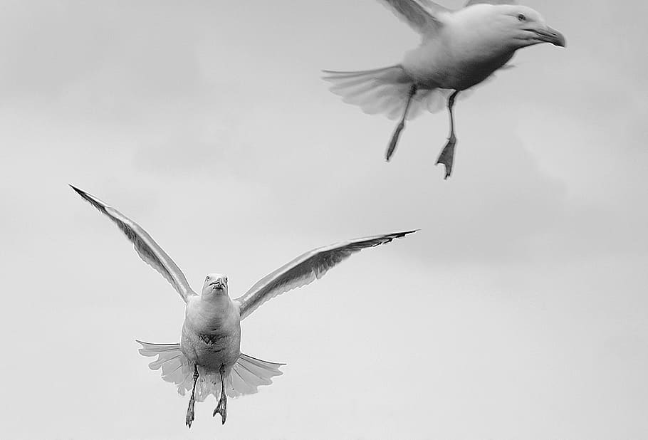 gulls, birds, fly, wing, animal themes, vertebrate, animals in the wild HD wallpaper