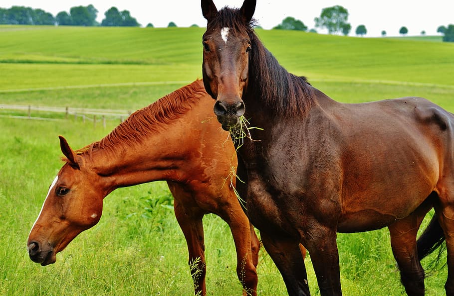 Horses, Coupling, Stallion, Eat, for two, paddock, brown, meadow HD wallpaper