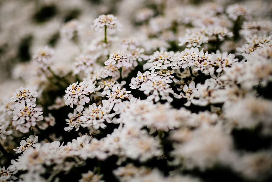 close-up photography of white petaled flowers, bloom, blossoms HD wallpaper