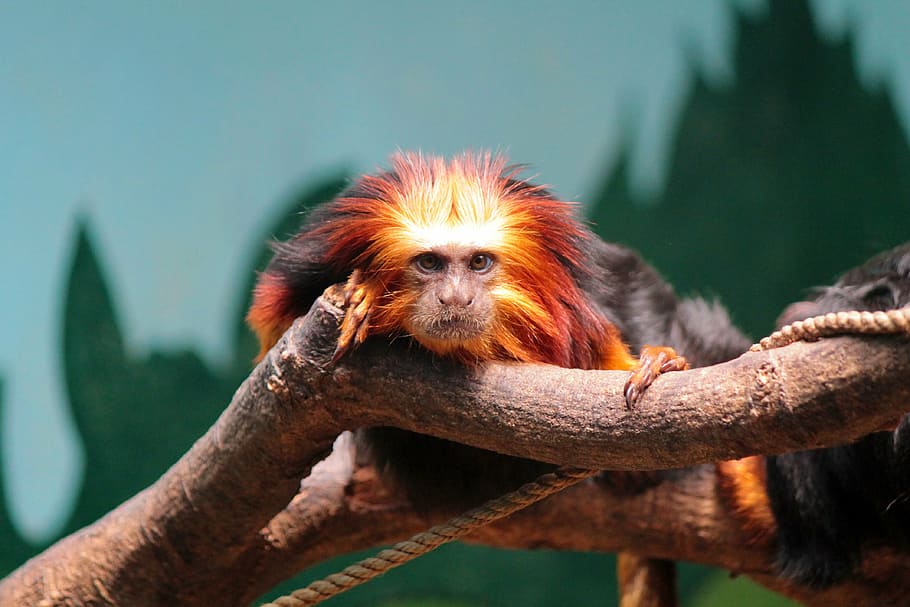 brown and black monkey on tree branch, golden-headed lion tamarin, HD wallpaper