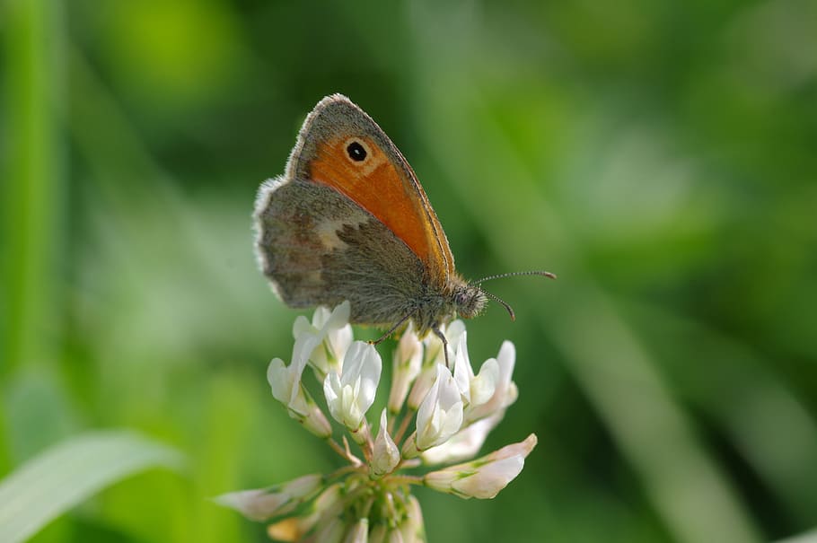 butterfly, wing, close, insect, colorful, nature, summer, flowers HD wallpaper