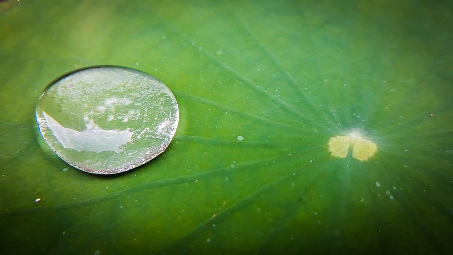 drop, nature, flora, leaf, desktop, green color, plant part HD wallpaper