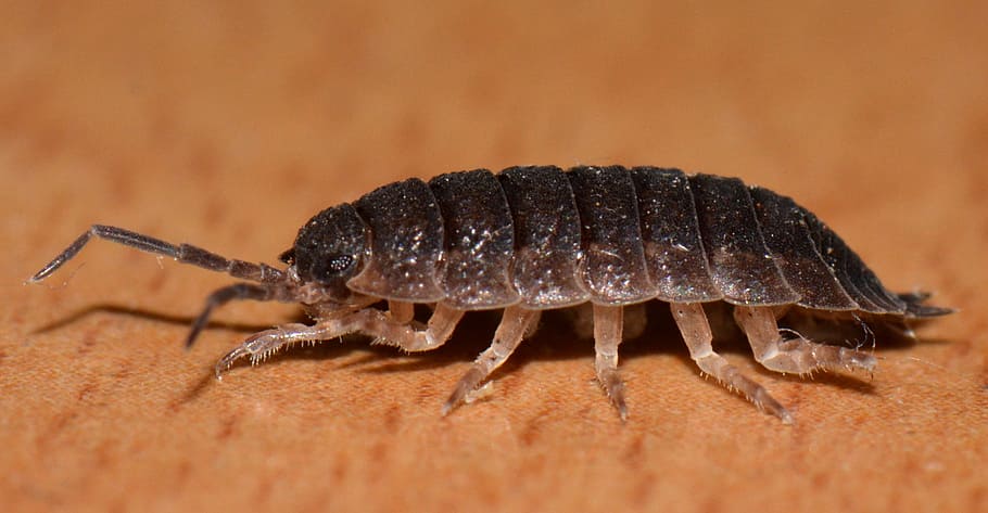 bug, animal, ressemblance, macro, animal themes, animal wildlife HD wallpaper