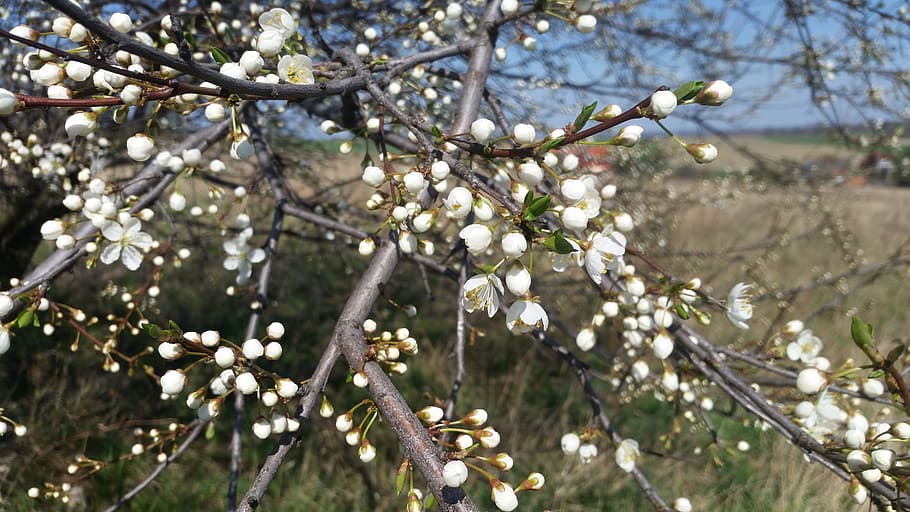 spring, white, flower, tree, plant, branch, growth, flowering plant HD wallpaper