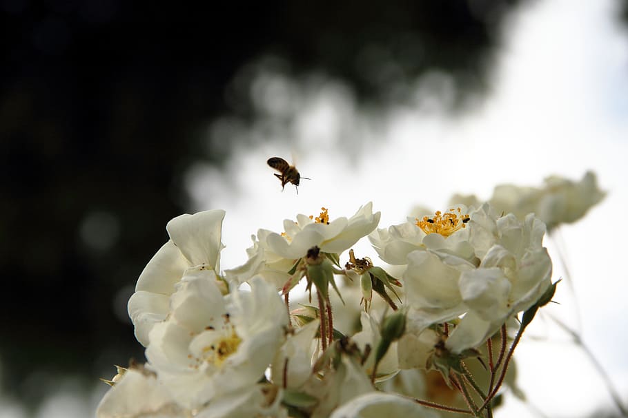 bee, blossom, bloom, insect, flower, nature, spring, pollination HD wallpaper