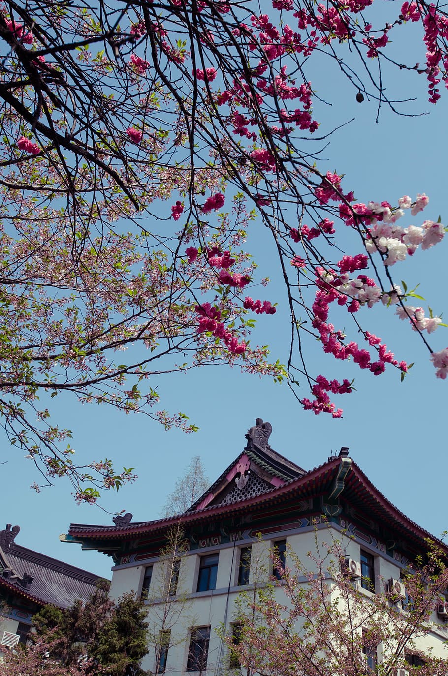 spring, jimingsi, cherry blossom, tree, architecture, built structure HD wallpaper