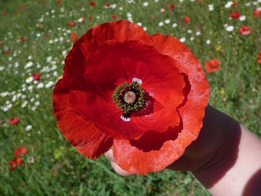 poppy, child hand, the flower in the hand, flowery meadow, spring, HD wallpaper