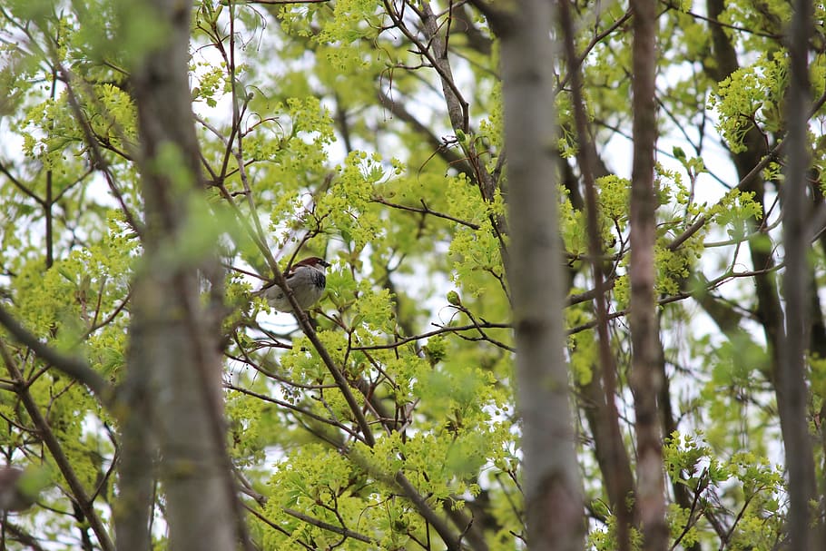 bird, tree, sit, feather, nature, plant, growth, low angle view HD wallpaper