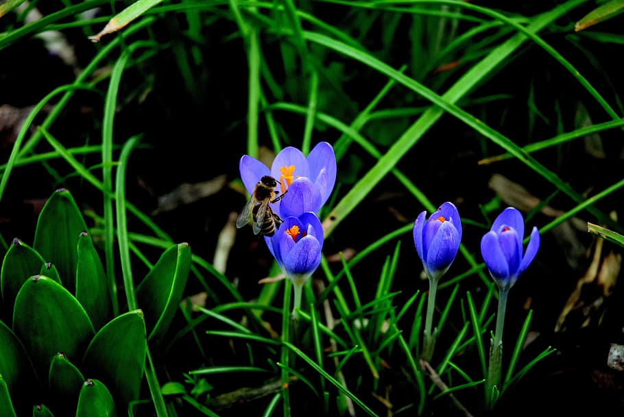 Bee, Crocus, Blossom, Bloom, blue, pollination, close, insect, HD wallpaper