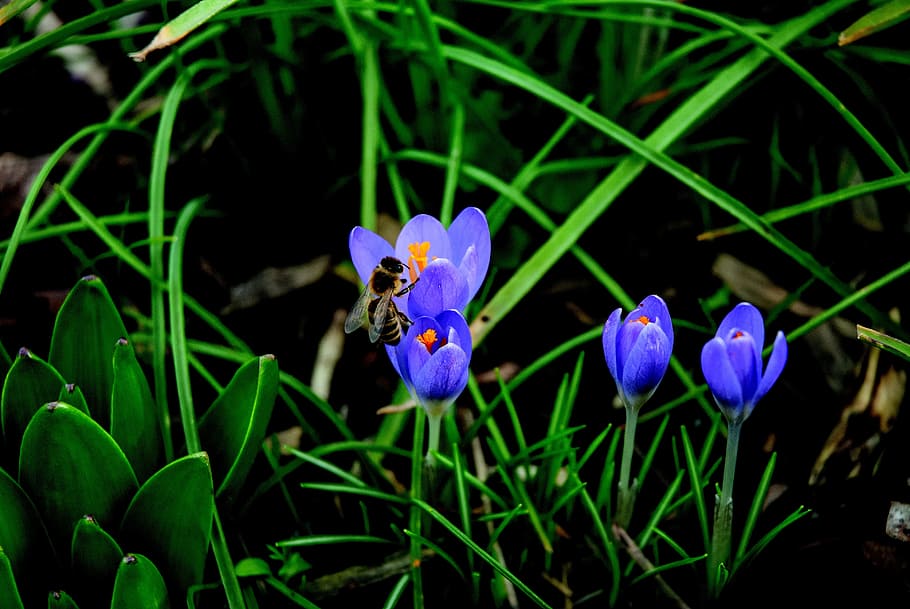 Bee, Crocus, Blossom, Bloom, blue, pollination, close, insect HD wallpaper