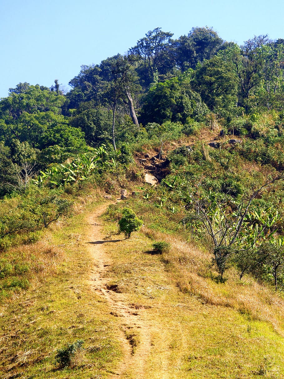 nature, forest, mountain, path, environment, foliage, grass, leaves HD wallpaper