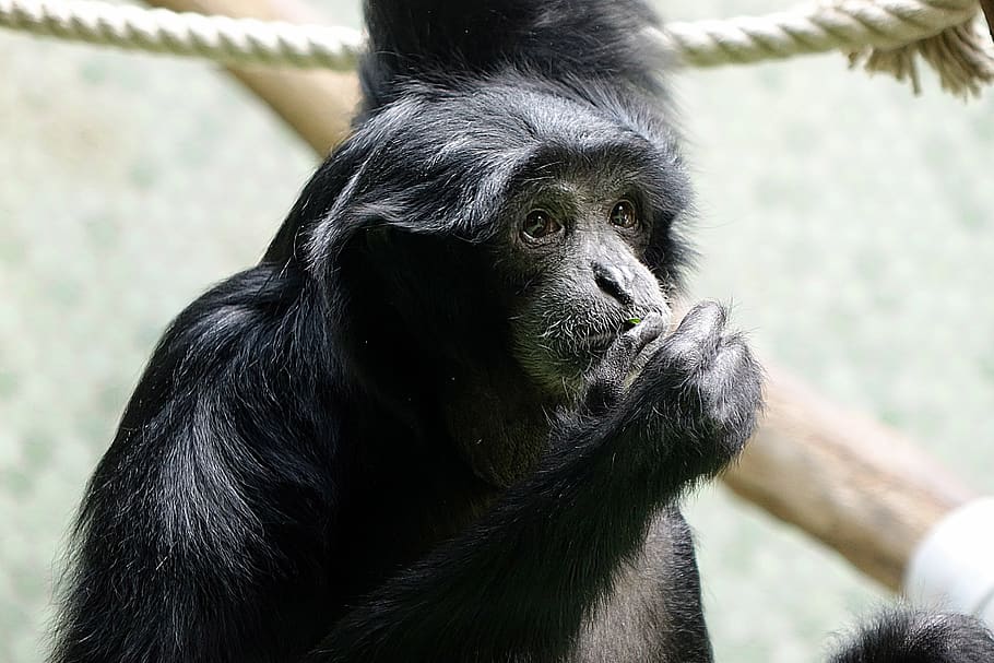 evolution, monkey, animal, primate, mammal, animal themes, ape HD wallpaper