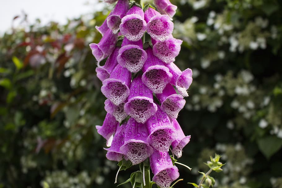 Thimble, Flower, Blossom, Bloom, Plant, nature, giftplanze HD wallpaper