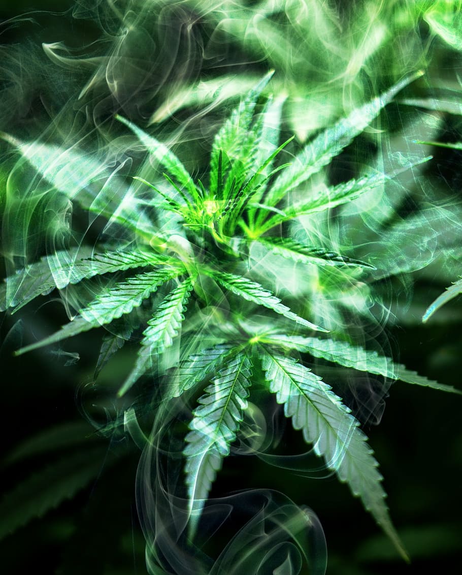 mist on Cannabis leaves, smoke, marijuana, weed, hemp, medical, HD wallpaper