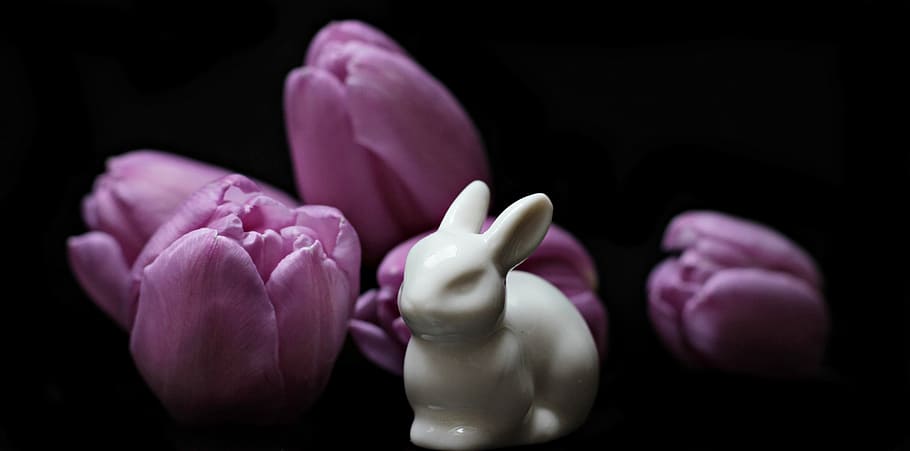 white ceramic rabbit figurine near purple tulip flowers on black platform HD wallpaper