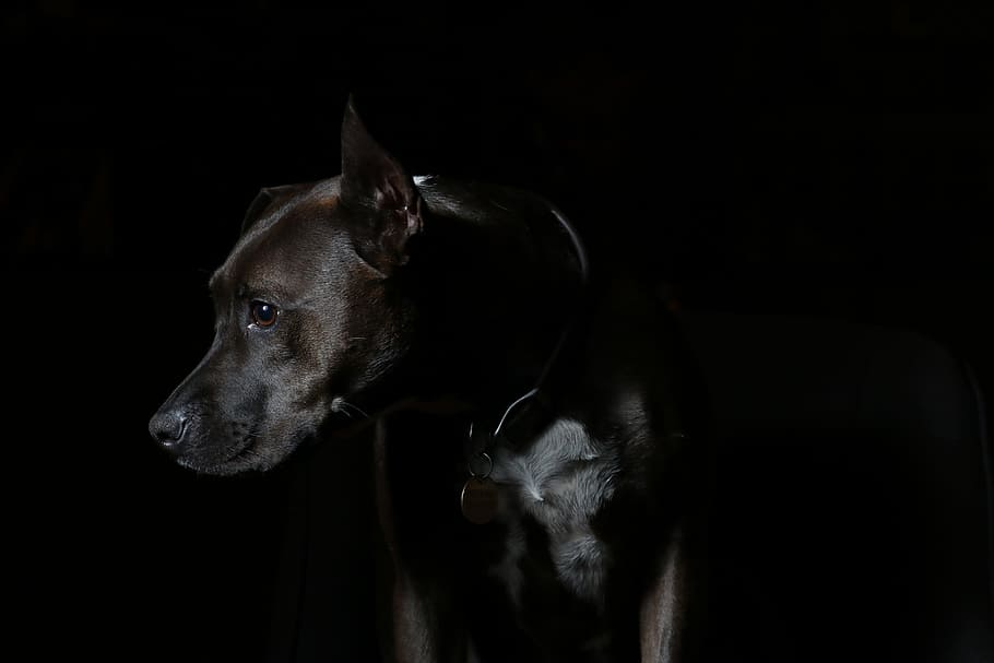 short-coated brown dog, adult black and brown American pit bull terrier