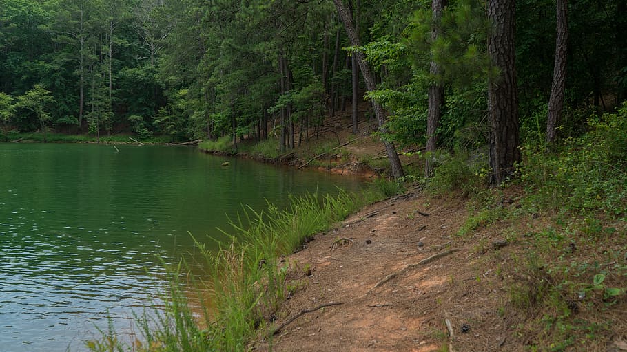 lake, shore, trees, water, plant, forest, land, beauty in nature HD wallpaper