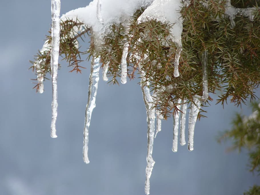 icicle, ice, winter, cold, frozen, icy, ice cold, water, tree HD wallpaper