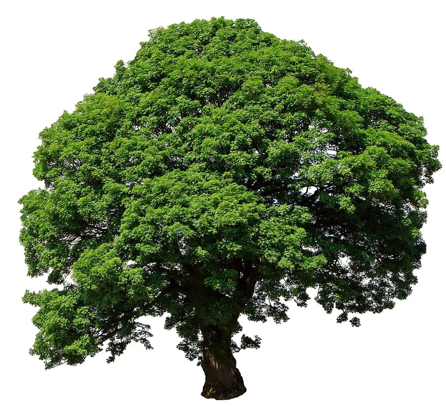green and brown tree 3D illustration, isolated, white, background HD wallpaper