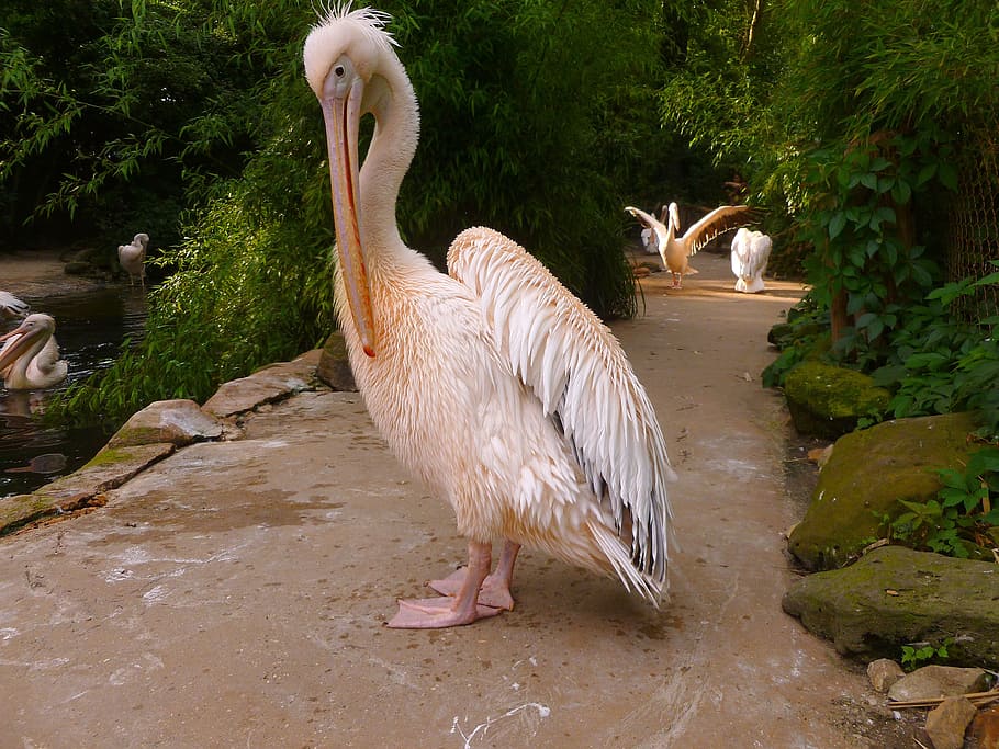 pelikan, white pelican, water bird, pink, large beak, spring dress, HD wallpaper