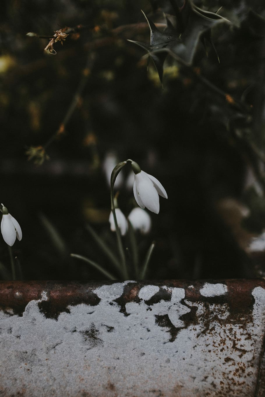 Snowdrops, selective focus photography of white snowdrop flowers HD wallpaper