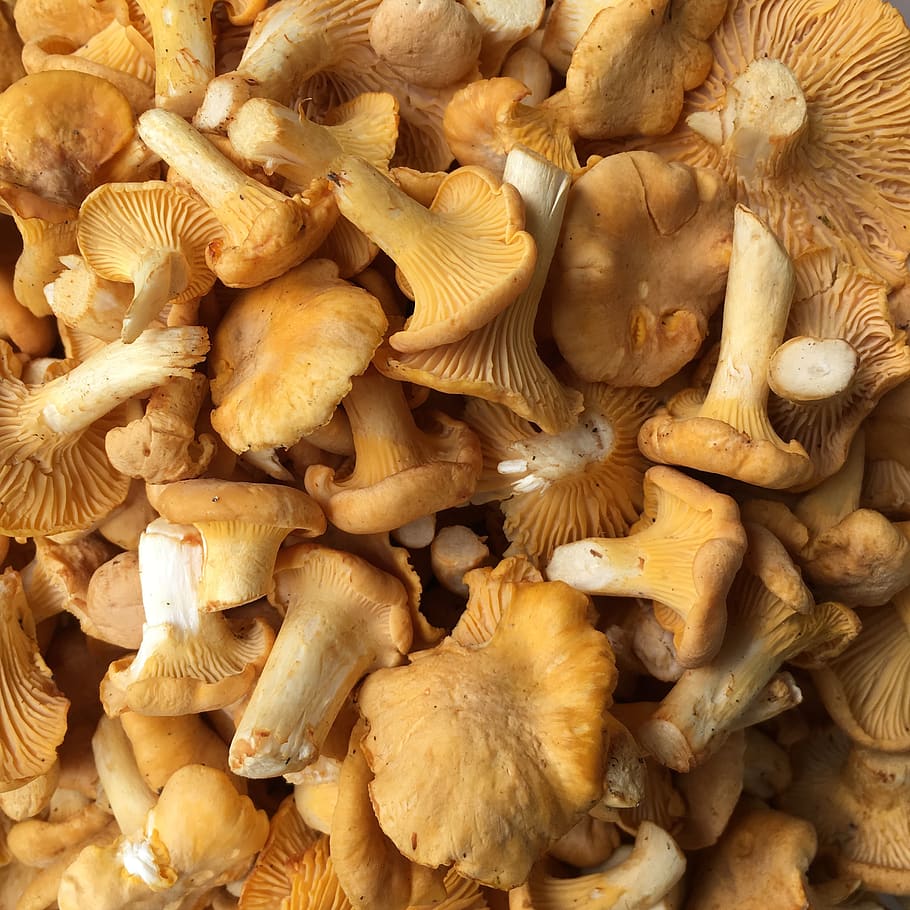 mushroom, rac, chanterelle, edible, delicacy, food, eat, healthy, HD wallpaper