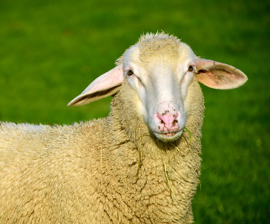 macro shot of yellow sheep, white, animal, wool, livestock HD wallpaper