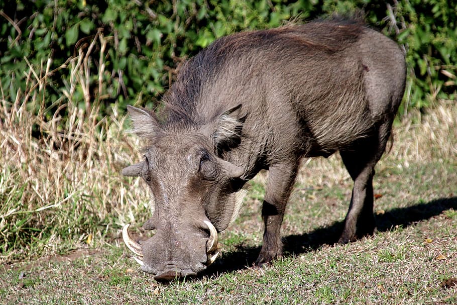 gray wild boar, Warthog, Pig, wildpig, wildboar, africa, wildlife, HD wallpaper