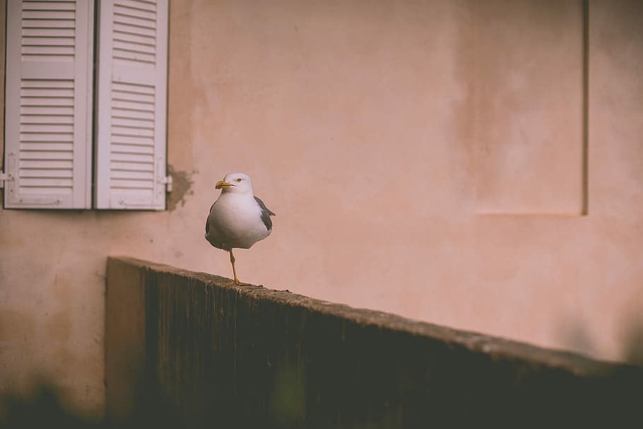 white dove painting, bird, no People, house, animal themes, animals in the wild HD wallpaper
