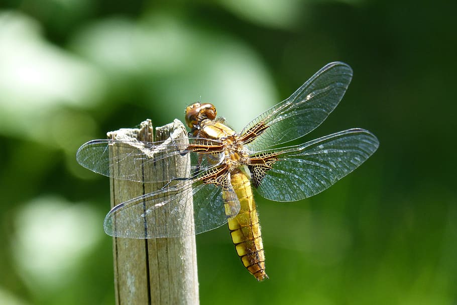 dragonfly, sailing dragonfly, plattbauch, female, libellula depressa, HD wallpaper