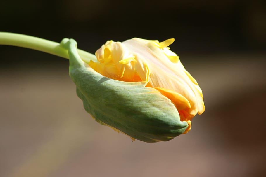 Tulip, Button, Spring, Sprout, Yellow, flower, nature, plant HD wallpaper