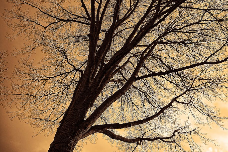 low-angle photo of leafless tree, tree top, trunk, branches HD wallpaper