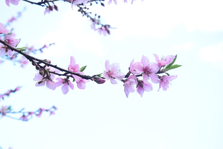 peach blossom, views, spring, flowering plant, freshness, fragility HD wallpaper