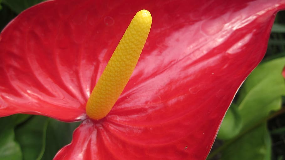 flower, lily, natural, nature, petal, health, therapy, red HD wallpaper