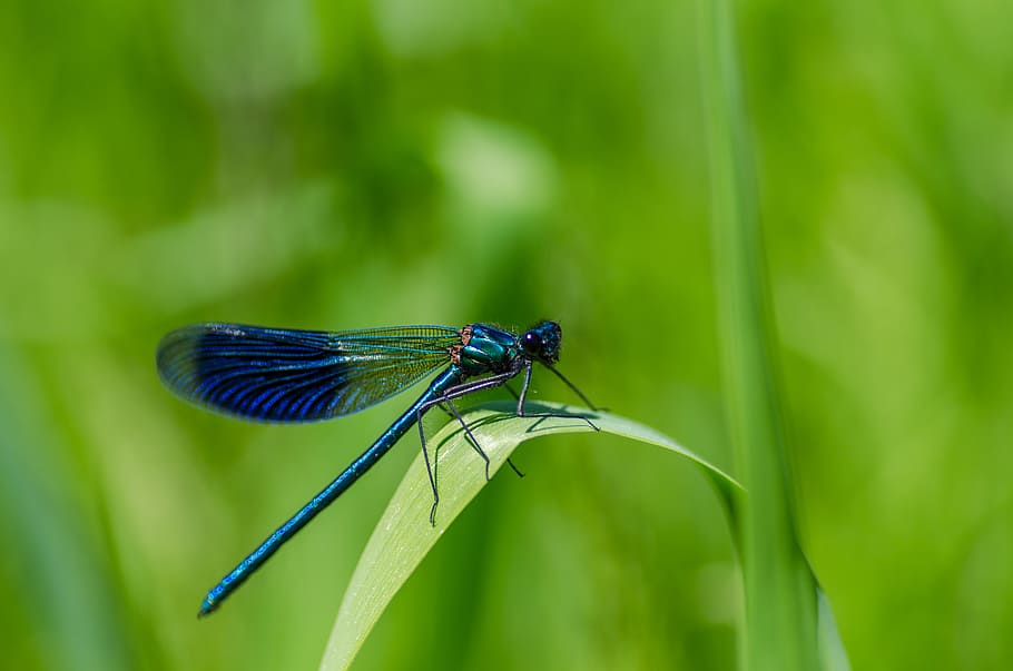 nature, grass, plant, green, bug, close-up, damselfly, detail HD wallpaper