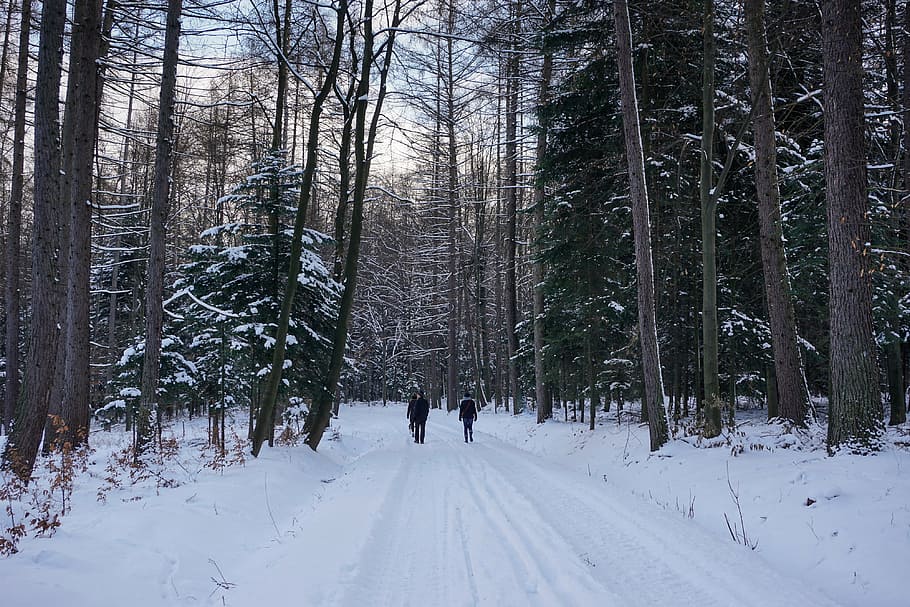 winter, forest, snow, tree, spacer, way, snowy tree, landscape HD wallpaper