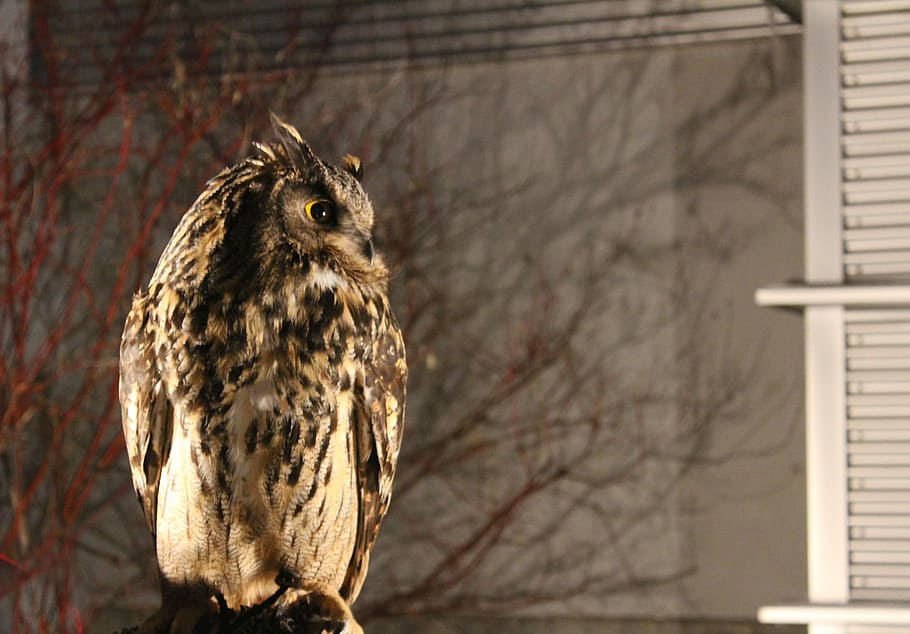 Night, Owl, Alert, Ave, Nature, Animal, watchman, feathers HD wallpaper