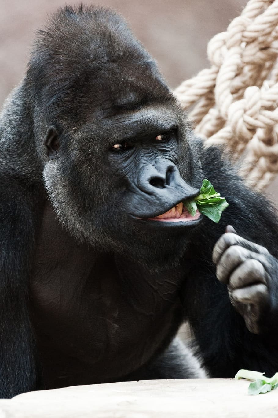 silver-back gorilla eating green leaf close-up photo, Animal HD wallpaper